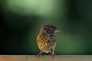 A Very Young Sparrow