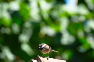 A Very Young Blackcapped Chickadee
