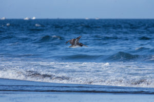 Brown Pelican in Flight