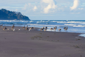 North Head Lighthouse I