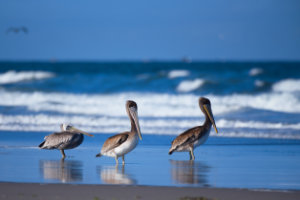 Pelicans at Long Beach 4
