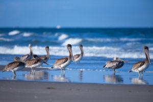 Pelicans at Long Beach 3