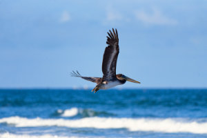 Brown Pelican in Flight II
