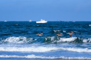 Searching The Surf II