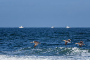 Searching The Surf III