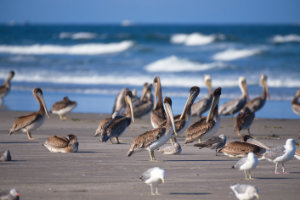 Pelicans at Long Beach 2