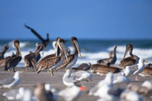 Pelicans at Long Beach 1