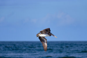 Brown Pelican in Flight III