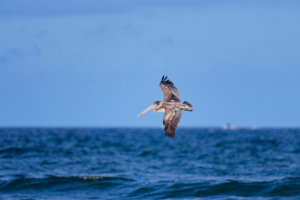 Brown Pelican in Flight IV