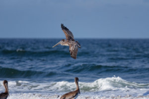 Brown Pelican in Flight V