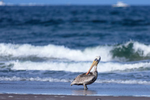 The Lone Pelican