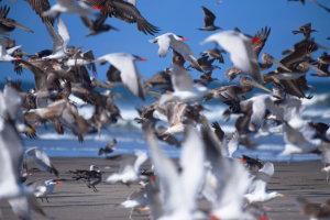 Diversity Equity Inclusion