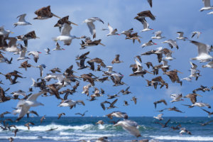 Diversity at Long Beach