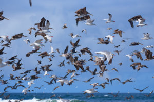 Diversity at Long Beach 2