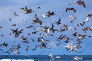 Diversity at Long Beach 3