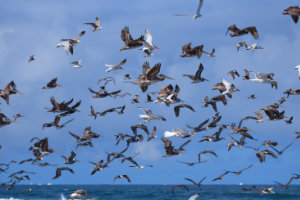 Diversity at Long Beach 4