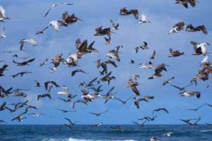 Diversity at Long Beach 5