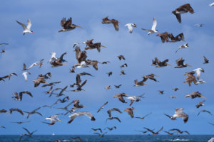 Diversity at Long Beach 6