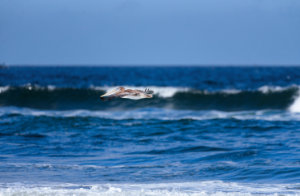 Brown Pelican in Flight VI