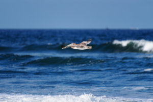 Brown Pelican in Flight VII