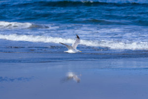 Seagull Reflections II