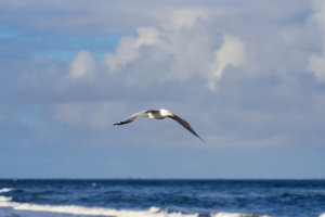 Western Gull 