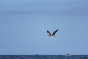 Brown Pelican in Flight VIII