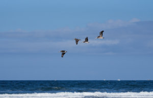 Searching The Surf IV