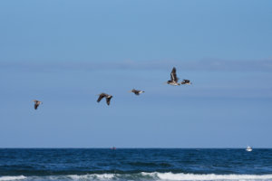 Searching The Surf V