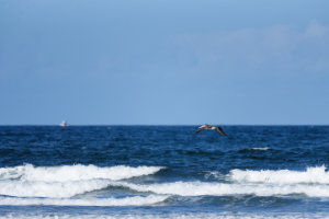 Brown Pelican in Flight IX