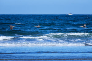 Searching The Surf VI