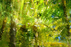 Water Skippers Abstract