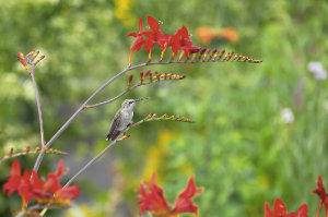 A Mouthy Adelsheim Anna