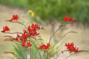 An Adelsheim Rufous 1
