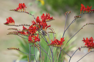 An Adelsheim Rufous 3