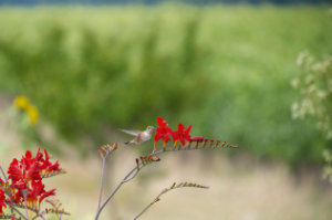 An Adelsheim Rufous 2