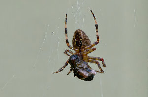 The Spider and the Fly