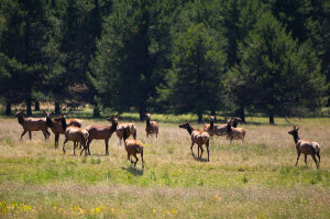 Herd on the Run