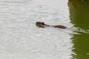 Time for a Dip