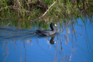 Coot Scoot