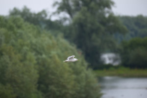 Common Gull I