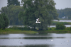 Common Gull II