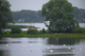 Common Gull III