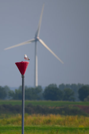 A Gull with Turbine