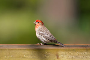Finch on a Fence