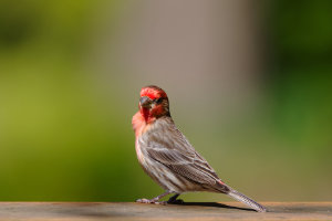 A Finch on a Fence