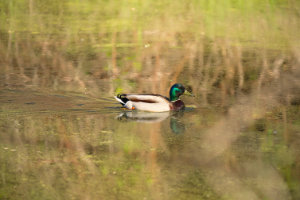 Mallard in the Weeds