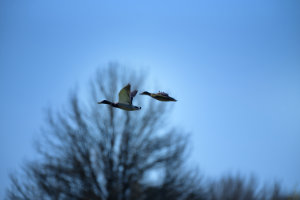 Mallards in Flight