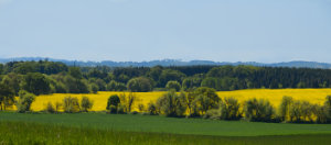 Pass the Mustard Please