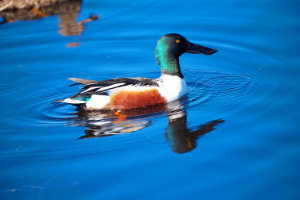 Shoveler